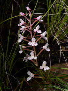 Disa oreophylla
