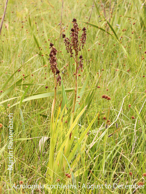 Acrolophia cochlearis by Martin Rautenbach