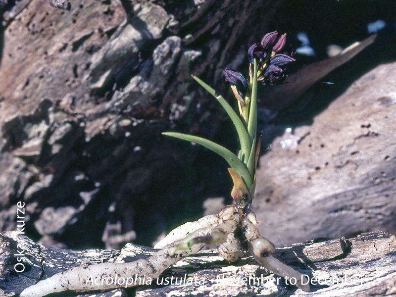 Acrolophia ustulata by Oskar Kurze