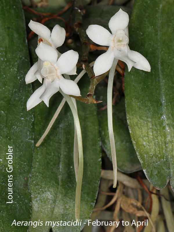 Aerangis mystacidii by Lourens Grobler