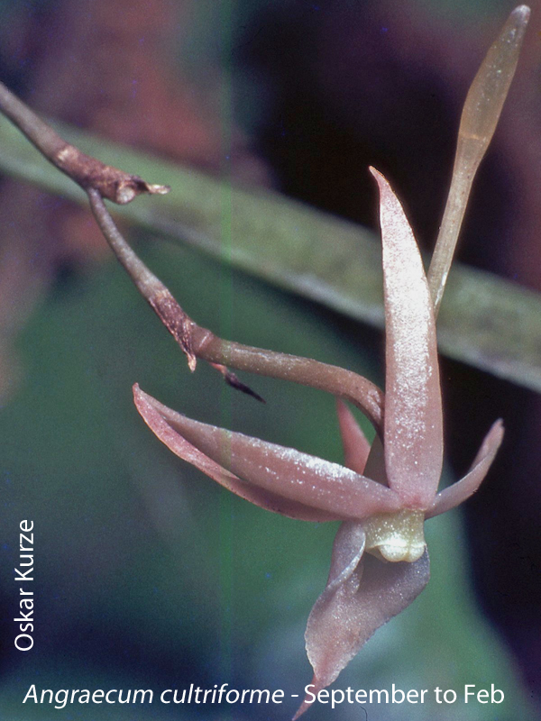 Angraecum cultriforme by Oskar Kurze