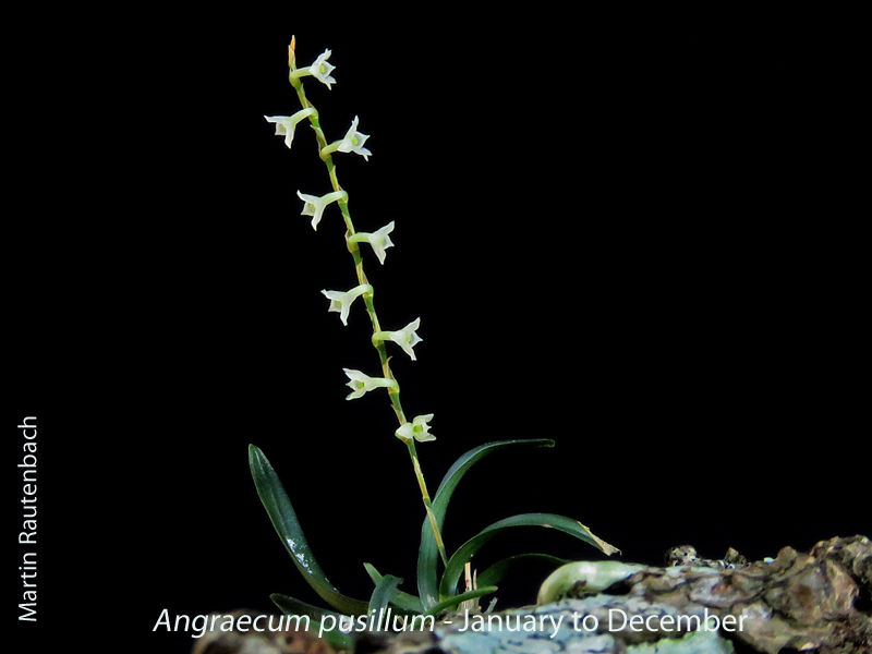Angraecum pusillum by Martin Rautenbach