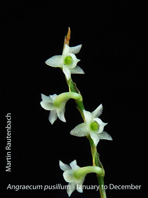 Angraecum pusillum by Martin Rautenbach