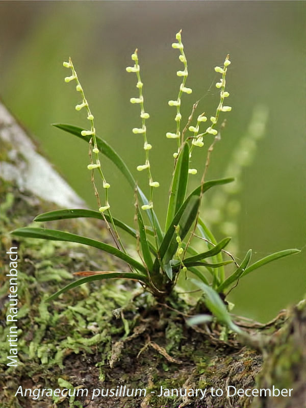 Angraecum pusillum by Martin Rautenbach