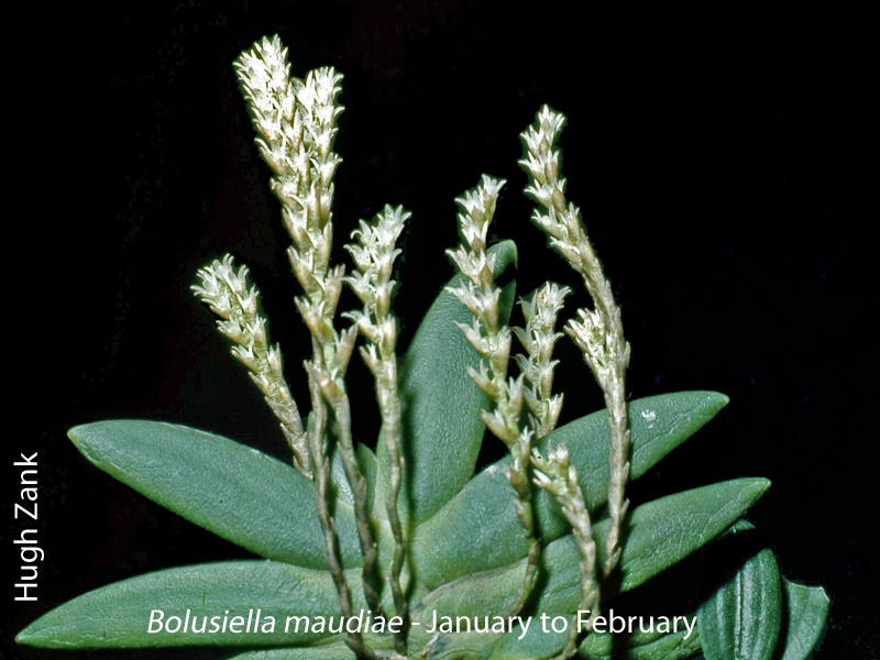 Bolusiella maudiae by Hugh Zank