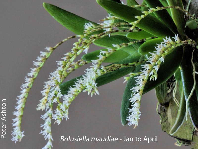 Bolusiella maudiae by Peter Ashton
