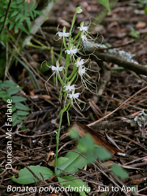 Bonatea ploypodantha by Duncan Mc Farlane
