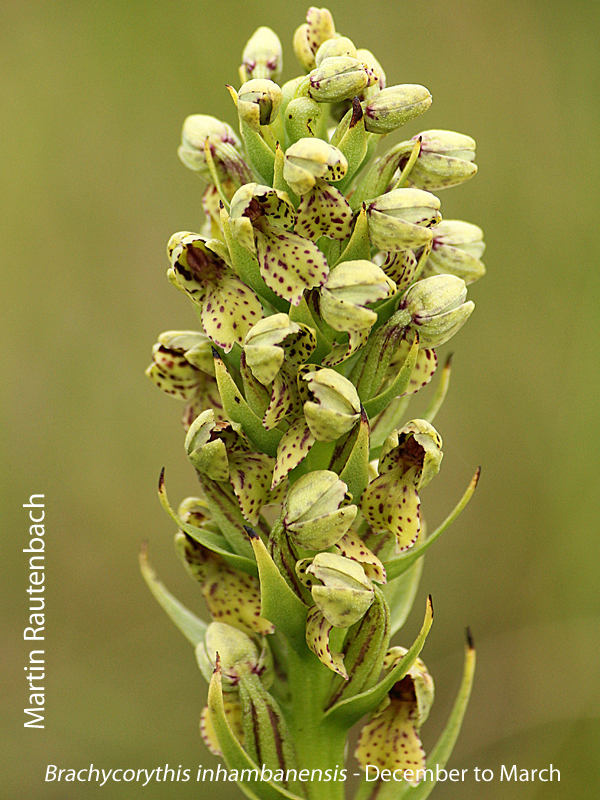 Brachycorythis inhambanensis by Martin Rautenbach