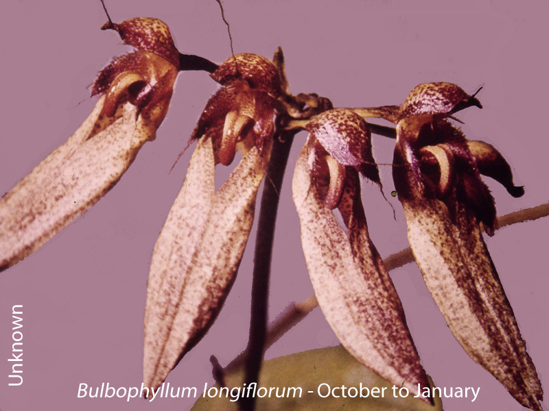 Bulbophyllum longiflorum by Unknown