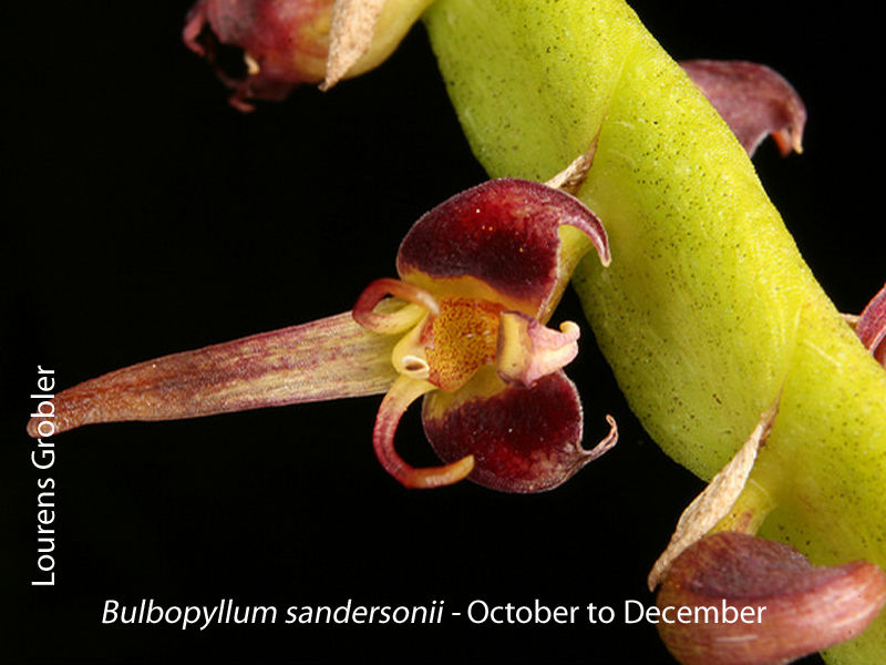 Bulbophyllum sandersonii by Lourens Grobler