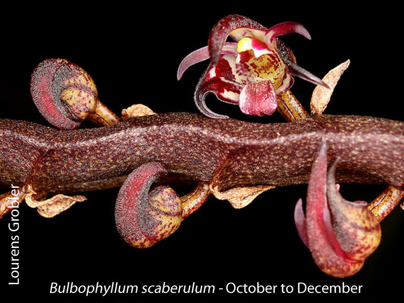 Bulbophyllum scaberulum by Lourens Grobler