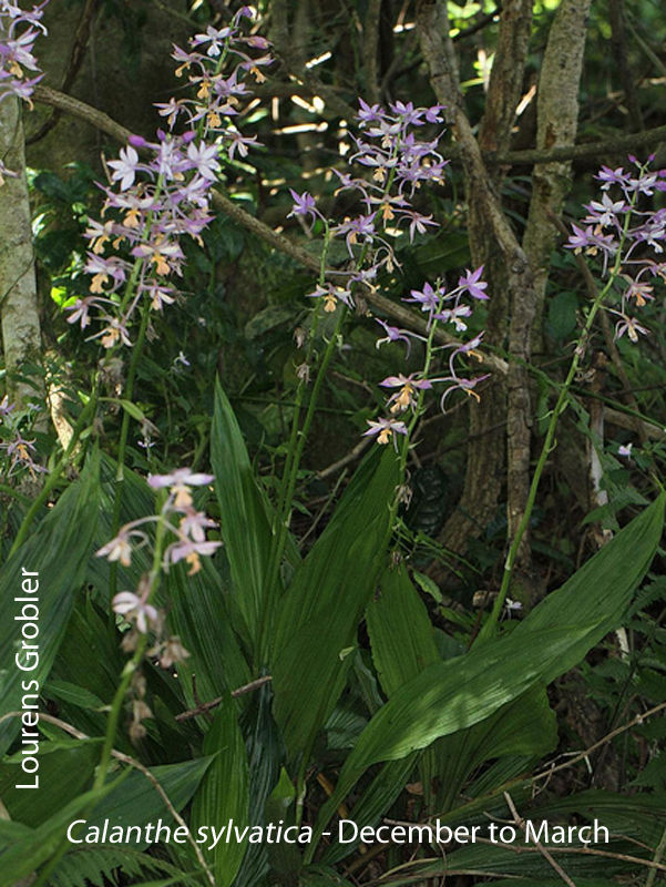 Calanthe sylvatica by Lourens Grobler