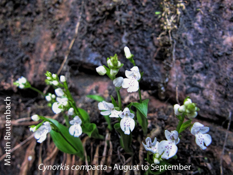 Cynorkis compacta by Martin Rautenbach 