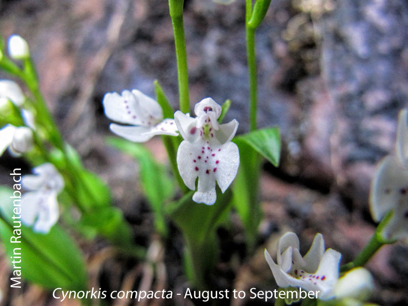 Cynorkis compacta by Martin Rautenbach 