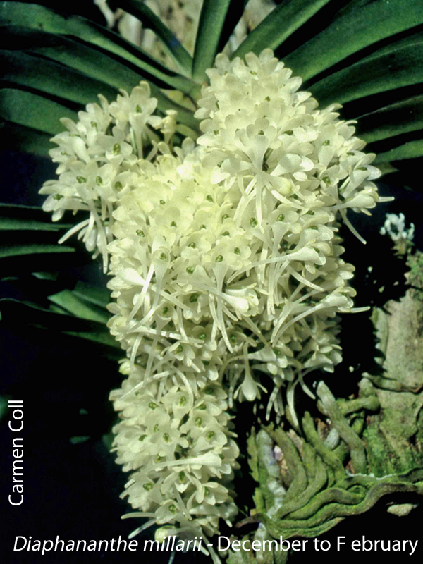 Diaphananthe millarii by Carmen Coll