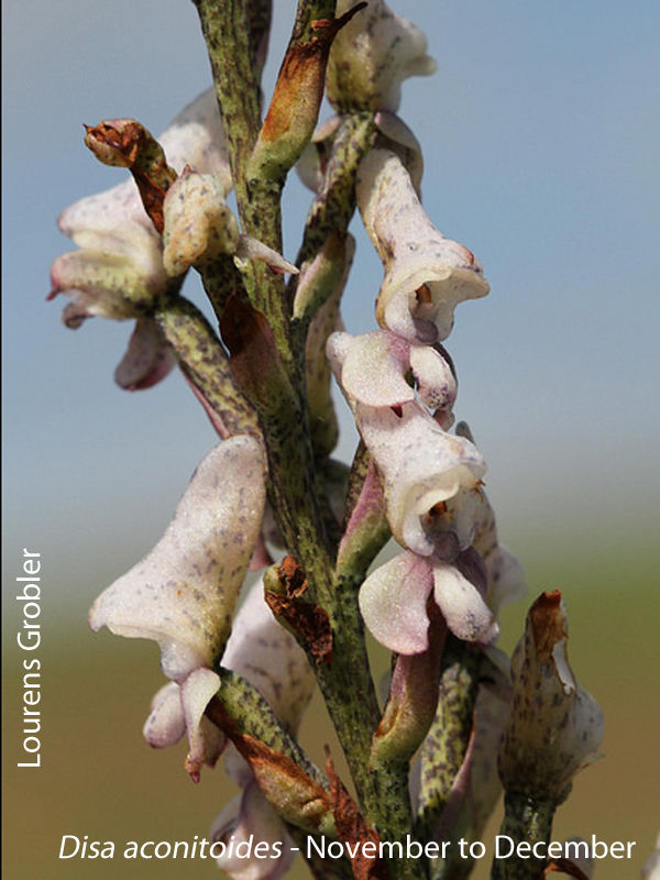Disa aconitioides by Lourens Grobler 01