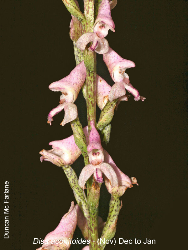 Disa aconitoides by Duncan McFarlane