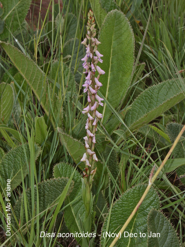 Disa aconitoides by Duncan McFarlane