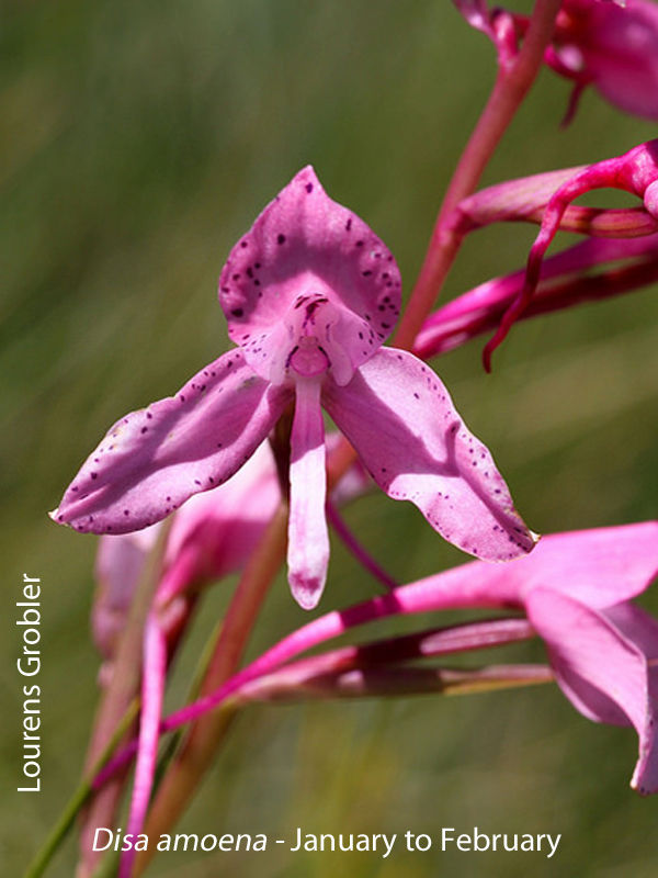 Disa amoena by Lourens Grobler 2