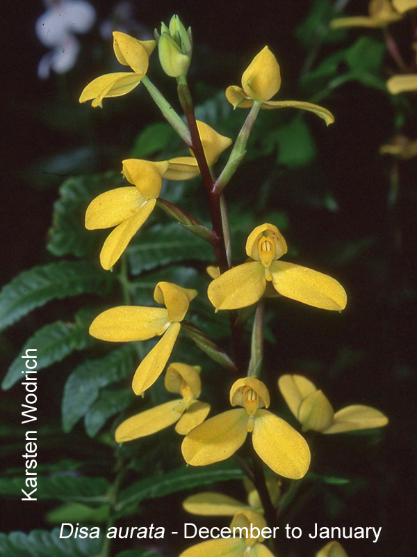 Disa aurata by Karsten Wodrich