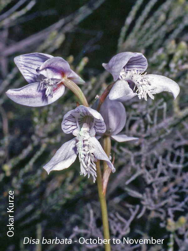 Disa barbata by Oskar Kurze