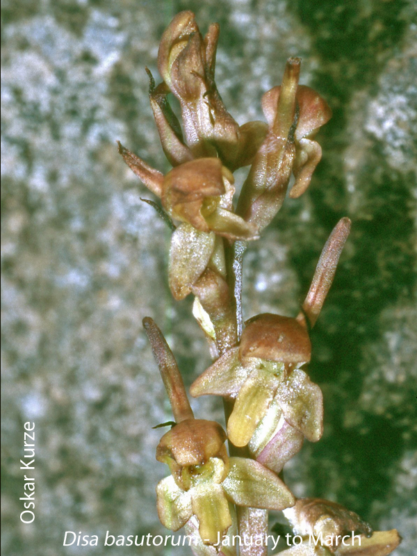 Disa basutorum by Oskar Kurze