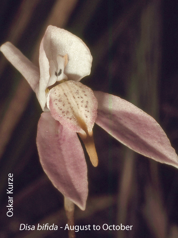 Disa bifida by Oskar Kurze
