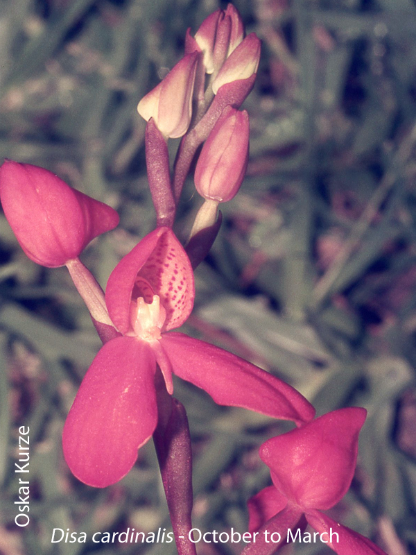 Disa cardinalis by Oskar Kurze