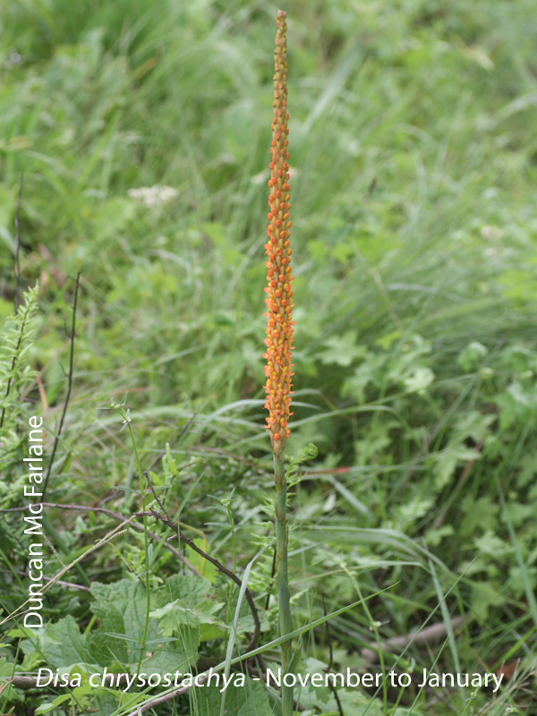 Disa chrysostachya by Duncan Mc Farlane