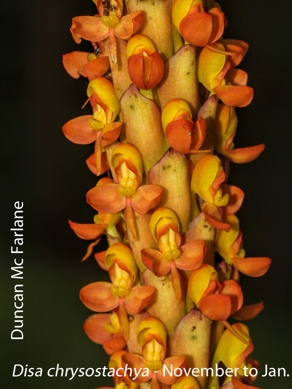 Disa chrysostachya by Duncan Mc Farlane