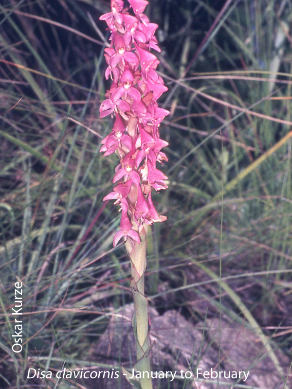 Disa clavicornis by Oskar Kurze