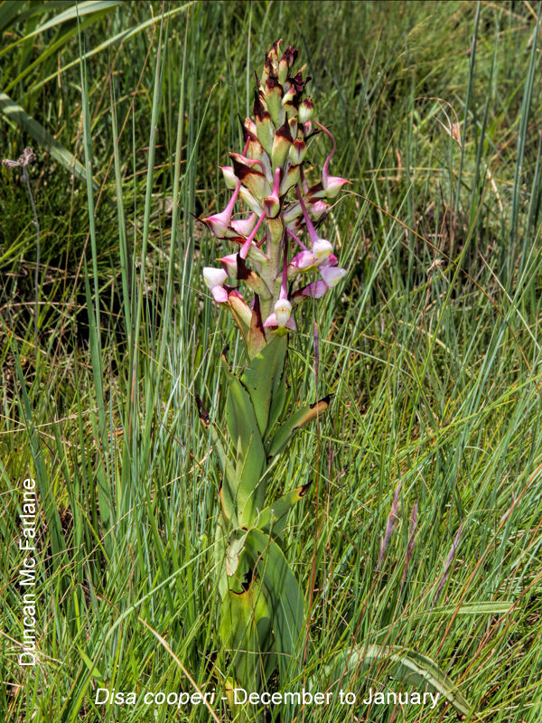Disa cooperi by Duncan McFarlane
