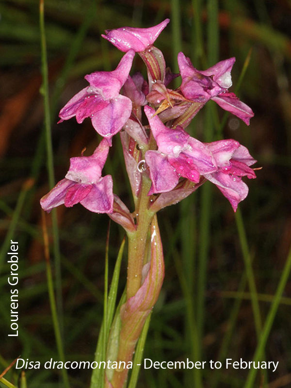 Disa dracomontana by Lourens Grobler