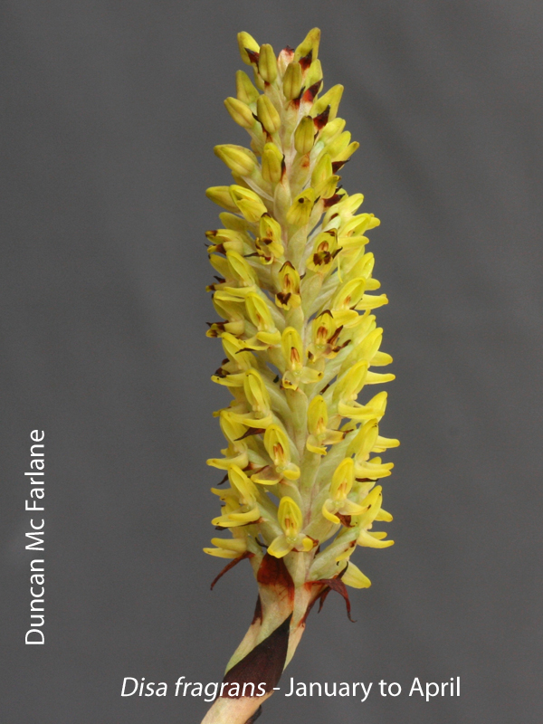 Disa fragrans by Duncan Mc Farlane