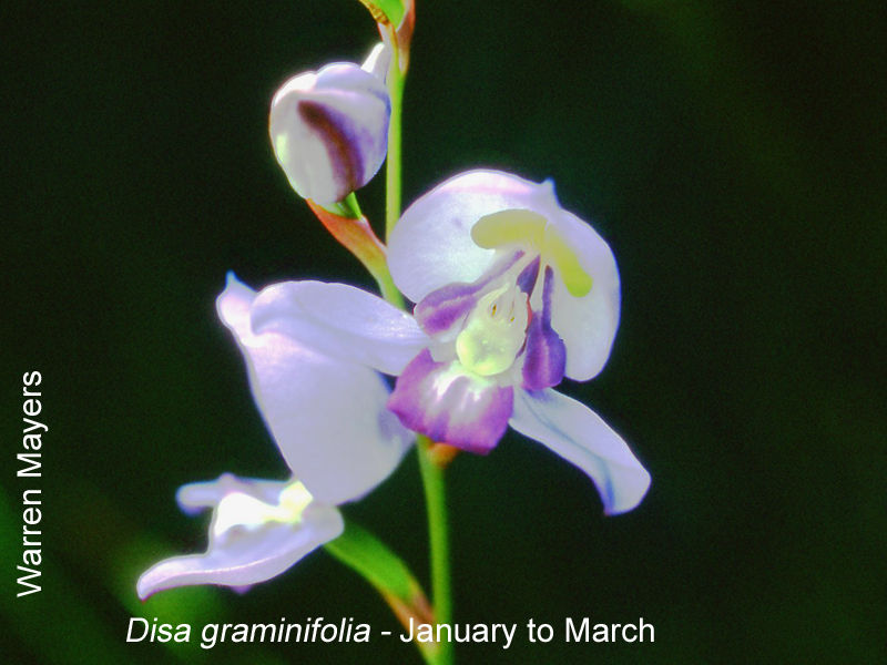 Disa graminifolia by Warren Mayers