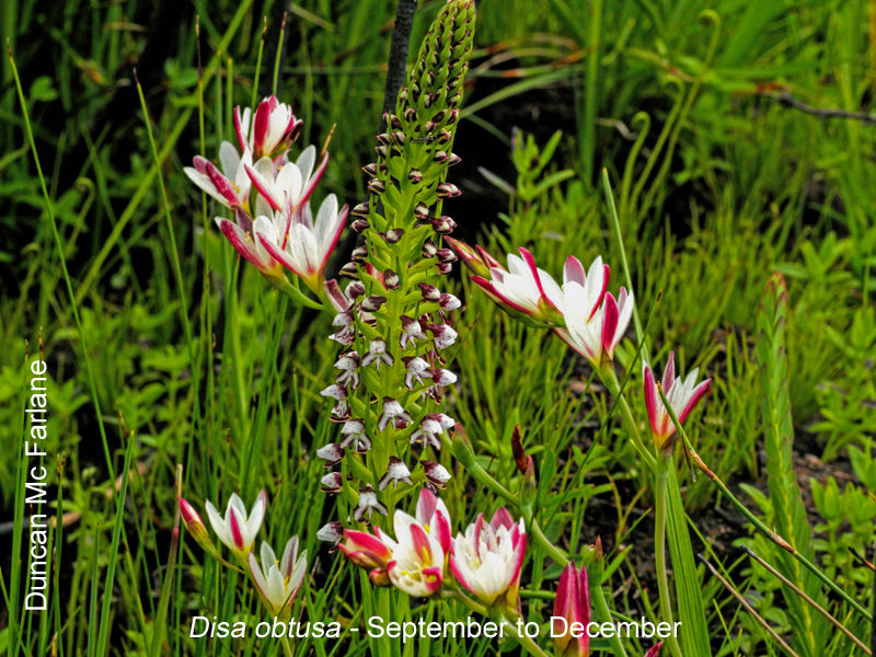 Disa obtusa by Duncan McFarlane