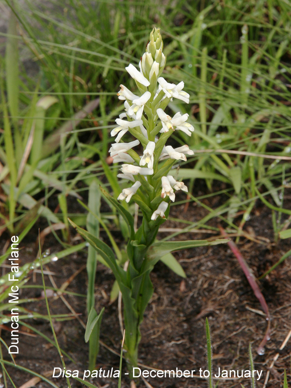 Disa patula by Duncan McFarlane