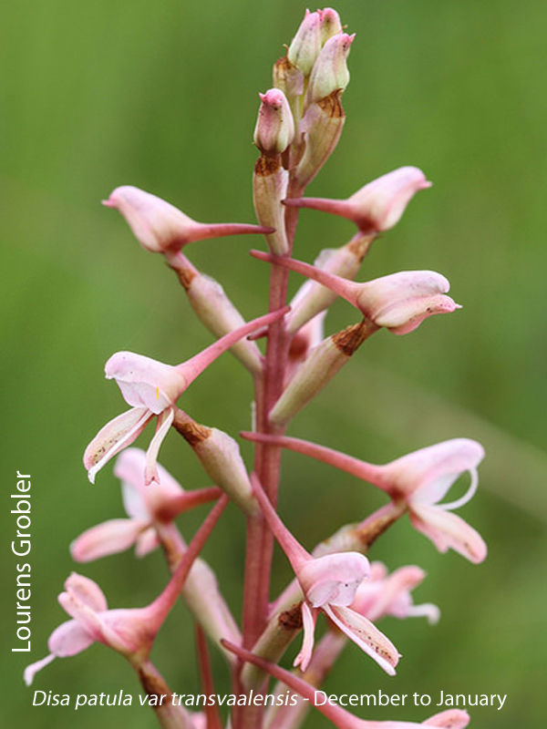 Disa patula var transvaalensis by Lourens Grobler