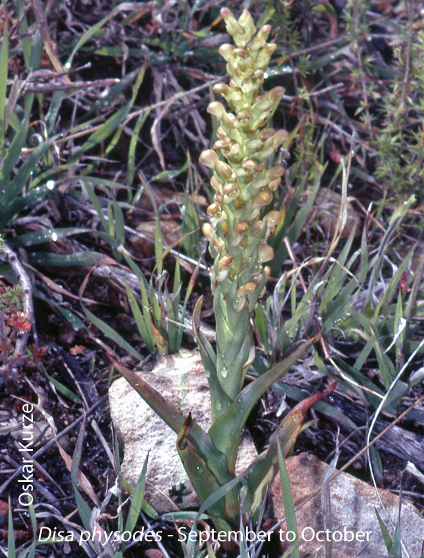 Disa physodes by Oskar Kurze