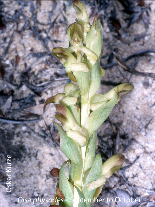 Disa physodes by Oskar Kurze
