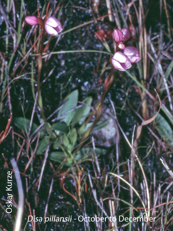 Disa pillansii by Oskar Kurze