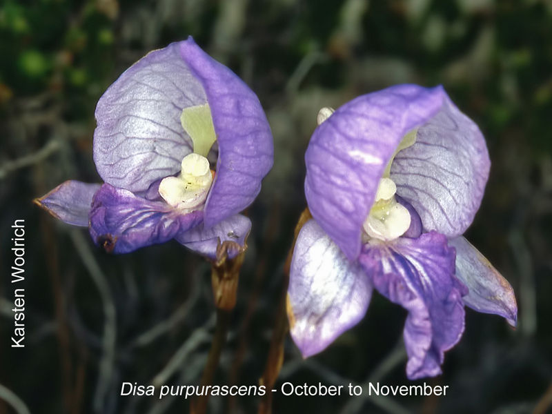Disa purpurascens by Karsten Wodrich