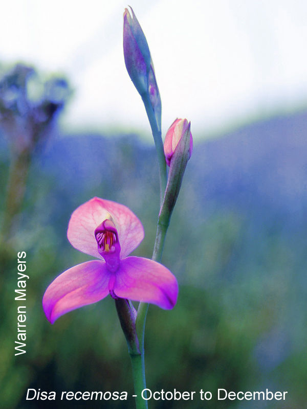 Disa racemosa by Warren Mayers