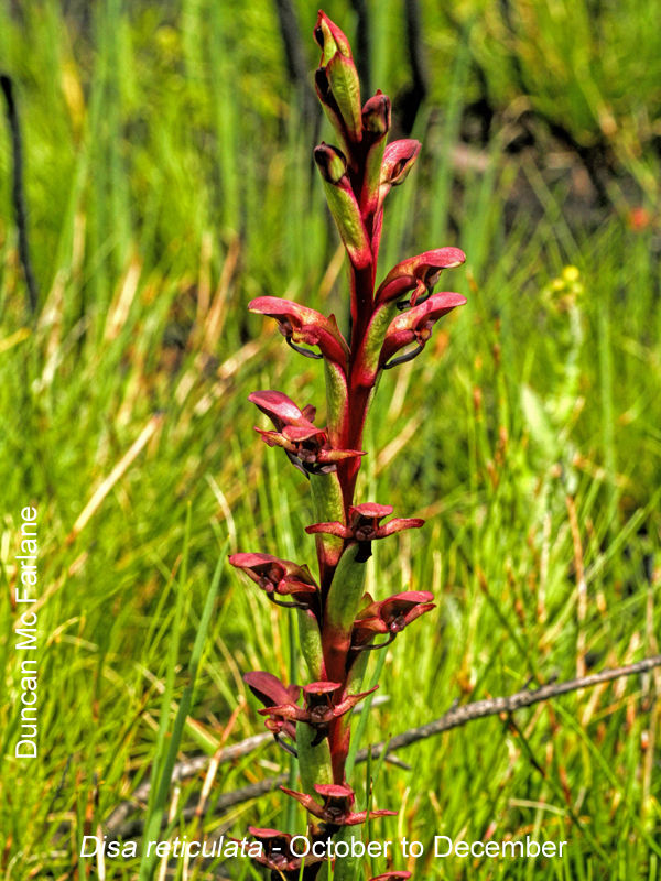 Disa reticulata by Duncan McFarlane