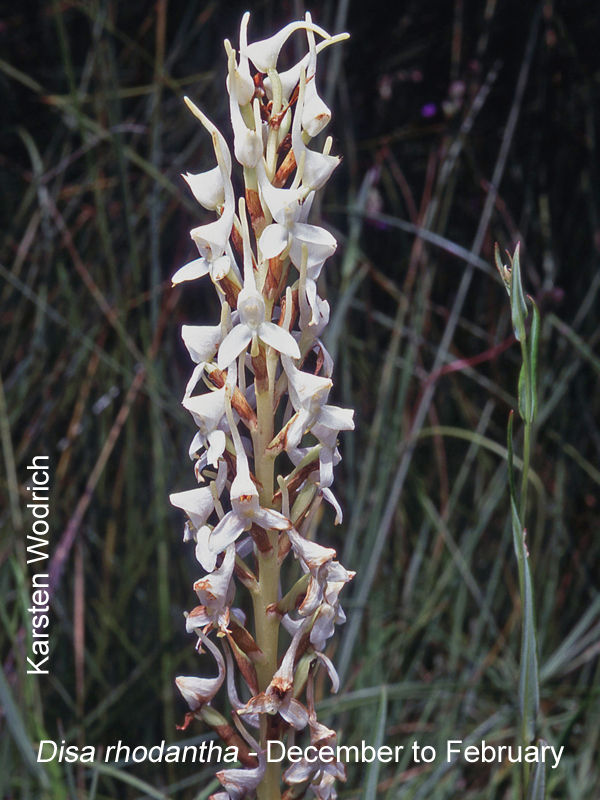 Disa rhodantha (alba version) by Karsten Wodrich 01