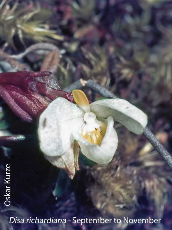Disa richardiana by Oskar Kurze