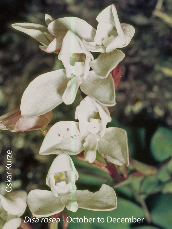 Disa rosea by Oskar Kurze