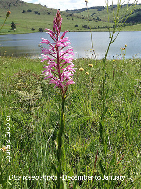 Disa roseovittata by Lourens Grobler