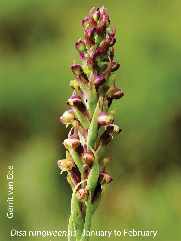 Disa rungweensis by Gerrit van Ede