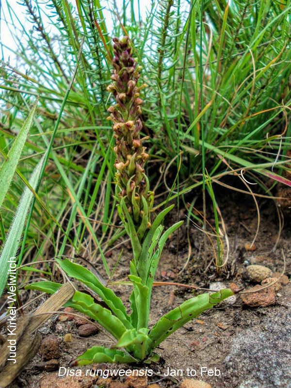 Disa rungweensis by Judd Kirkel Welwitch